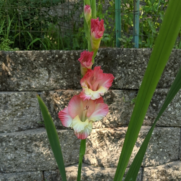 Welcome to my closet! - Picture 4 of 5